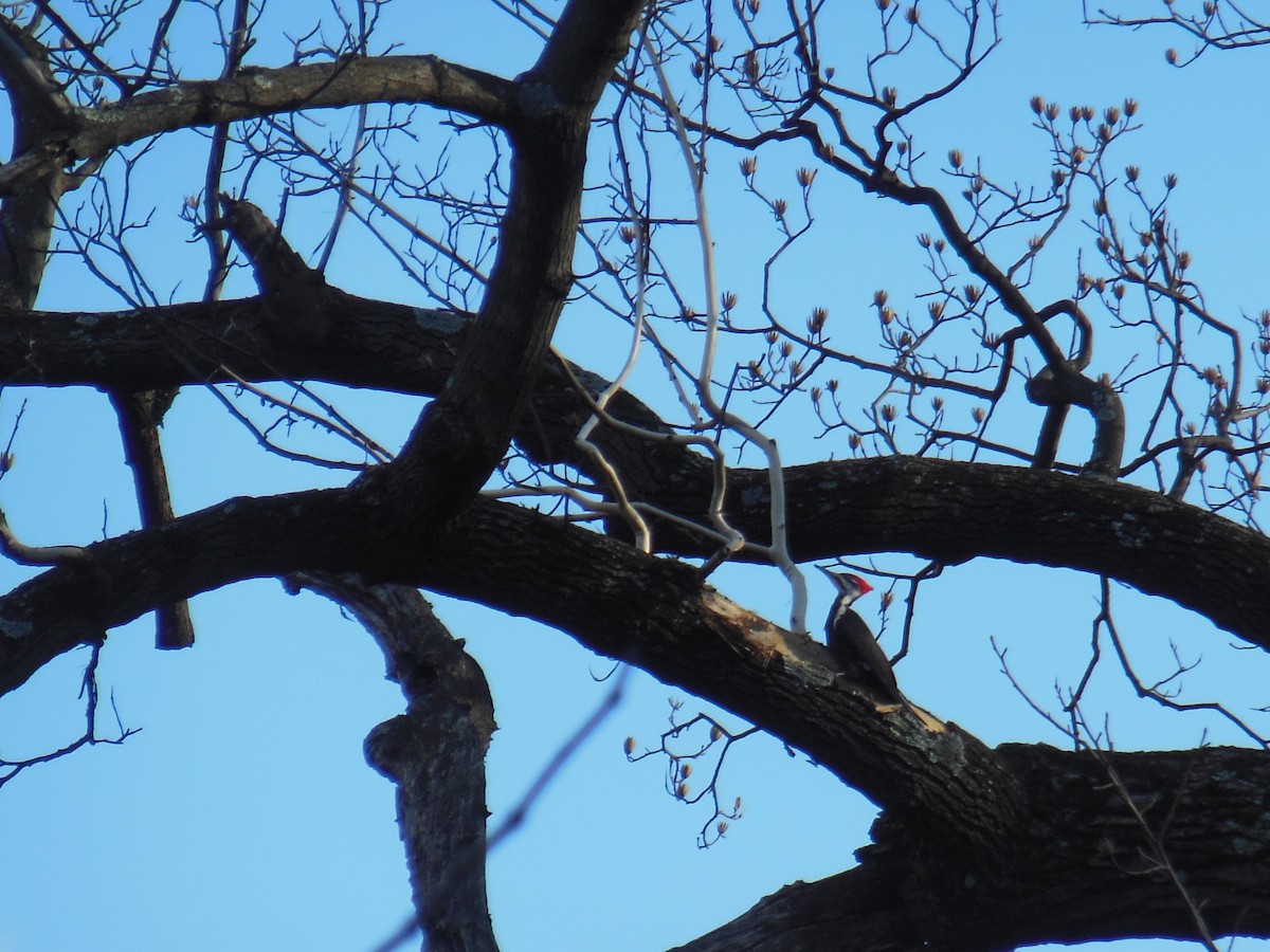 Pileated Woodpecker - ML417381151