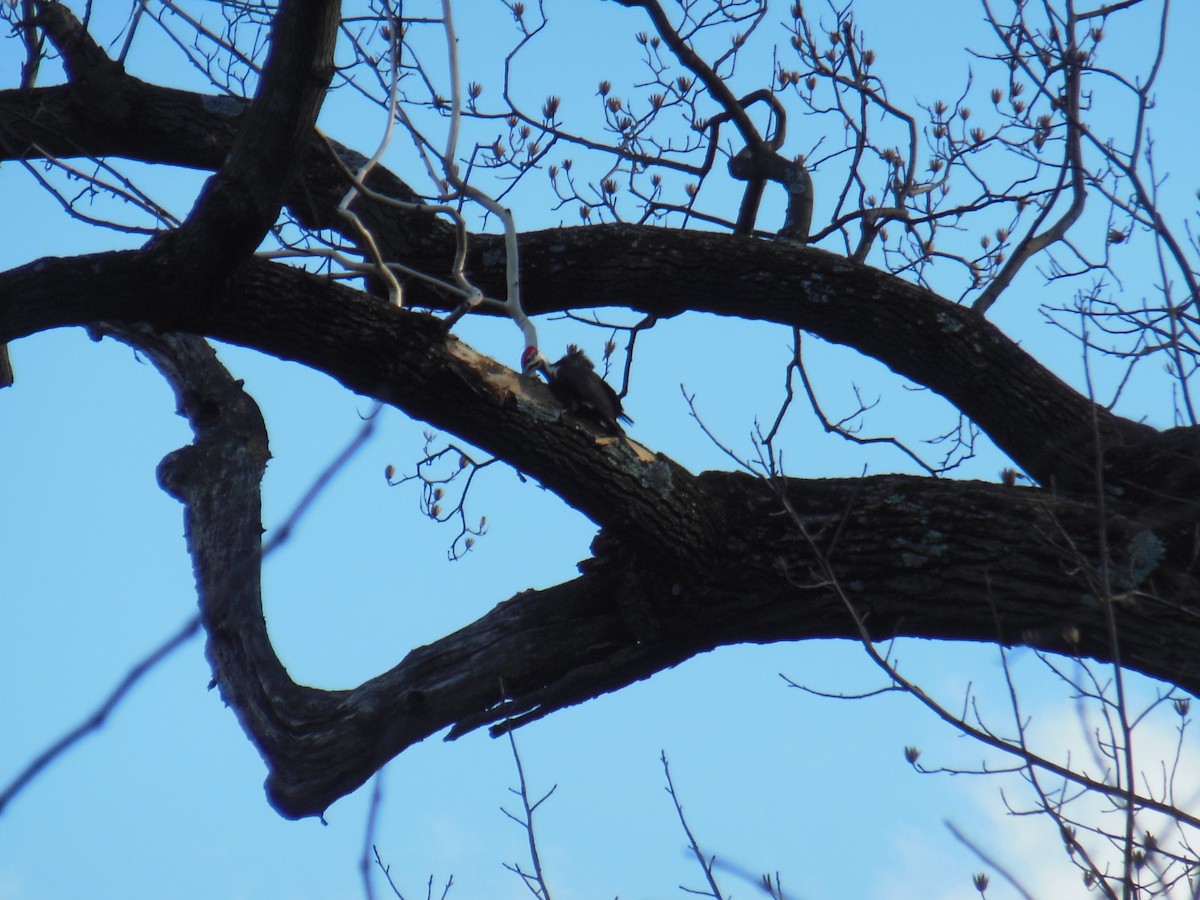 Pileated Woodpecker - ML417381161