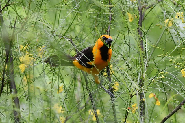 Altamira Oriole - Mike Charest