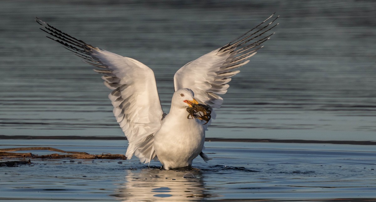 Lesser Black-backed Gull - ML417381241