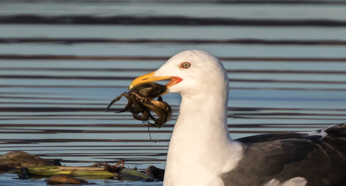 Lesser Black-backed Gull - ML417381441