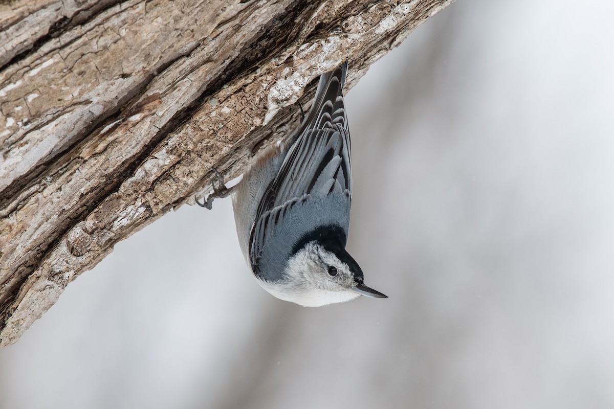 White-breasted Nuthatch - ML417381631