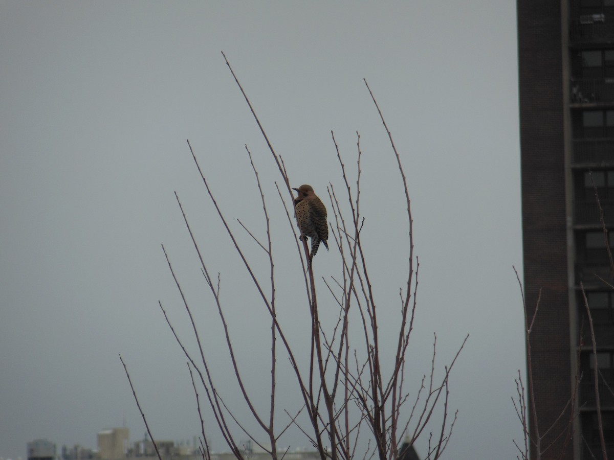 Northern Flicker - ML417381731