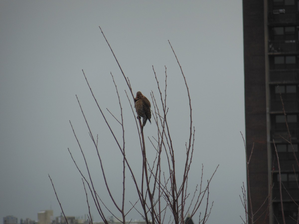 Northern Flicker - ML417381811