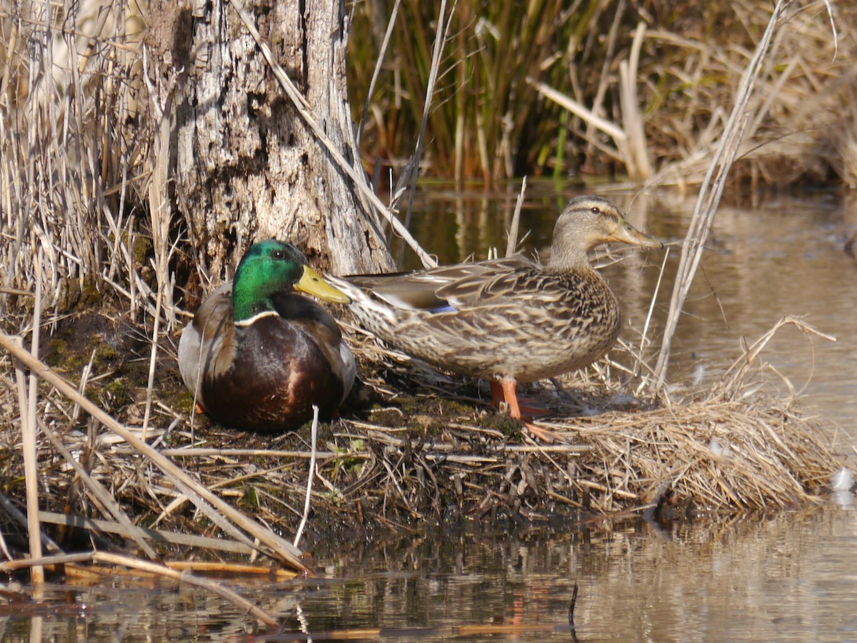 Зэрлэг нугас - ML417381971