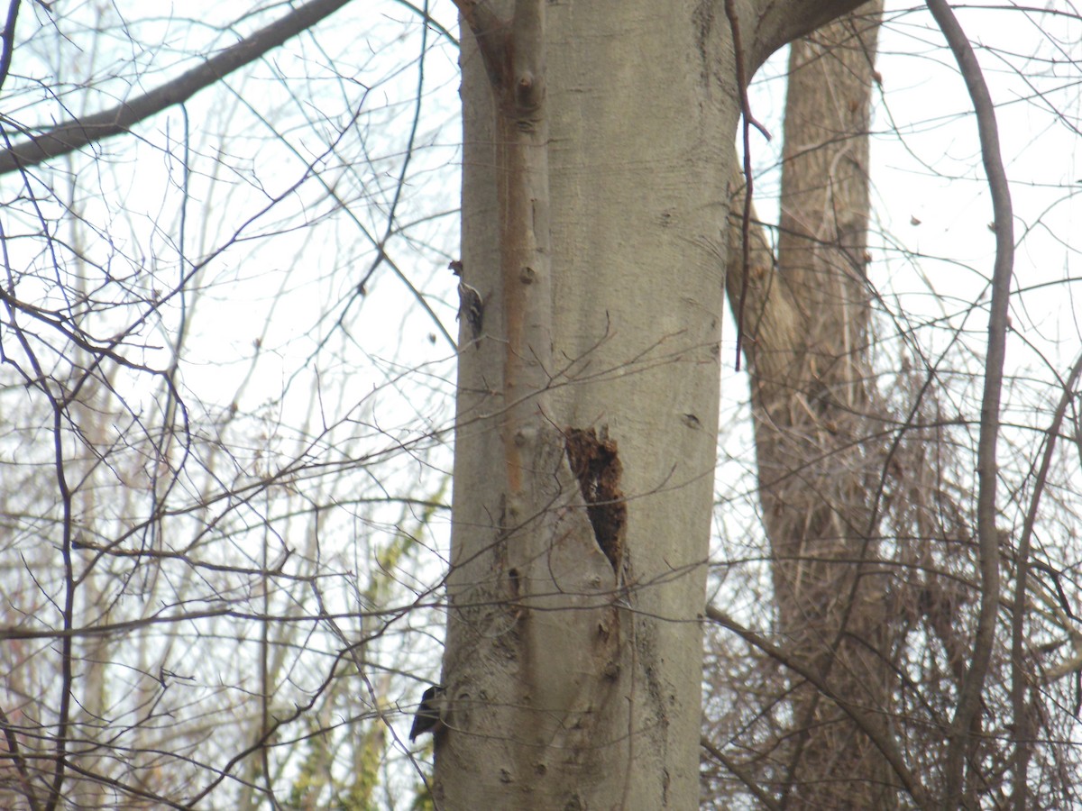 Brown Creeper - ML417382241