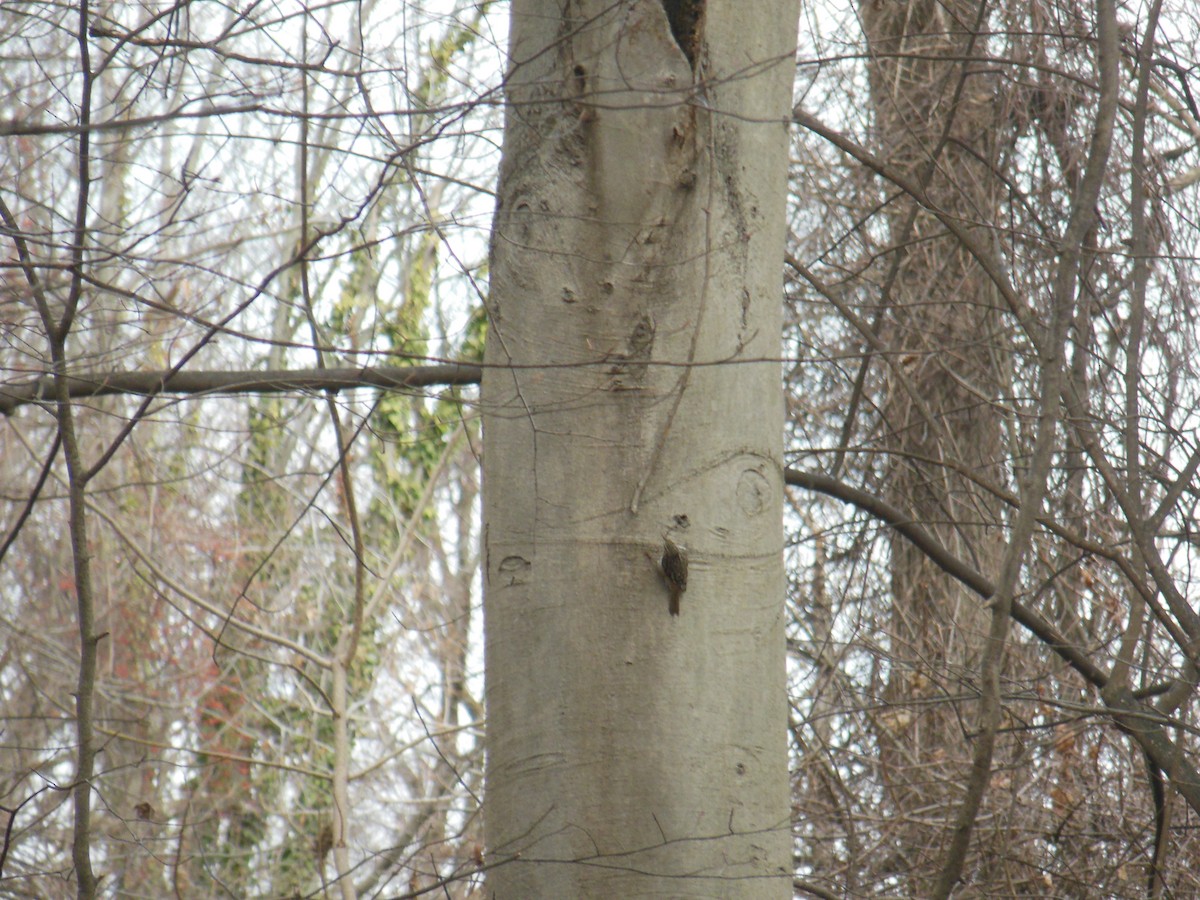 Brown Creeper - ML417382291