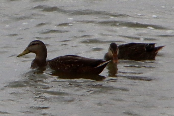 Mexican Duck - ML417382781