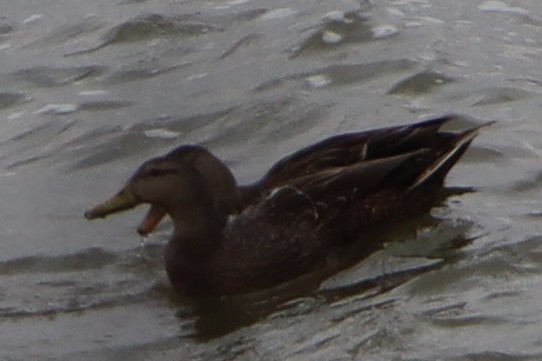 Mexican Duck - ML417382791