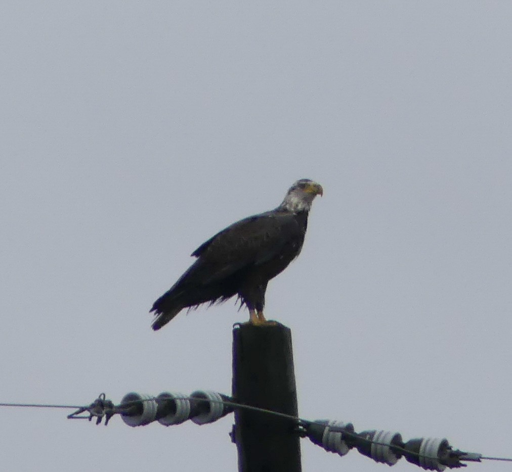 ハクトウワシ - ML41738281