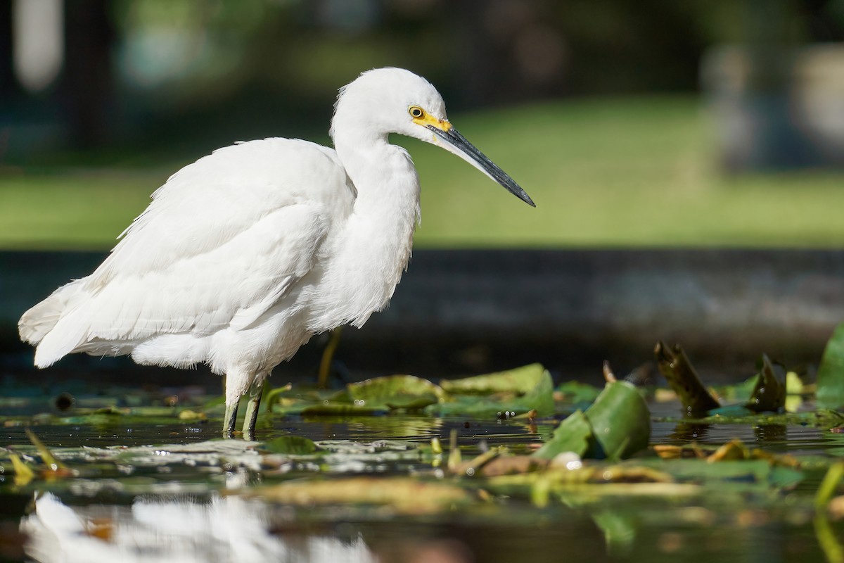 Snowy Egret - ML417382871