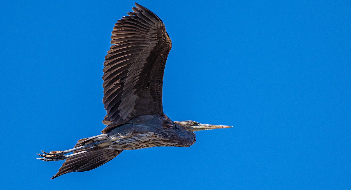 Great Blue Heron - Ken Miracle