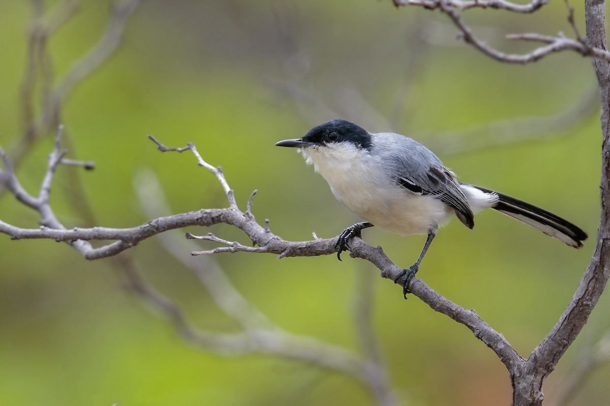 Tropical Gnatcatcher - ML417384921