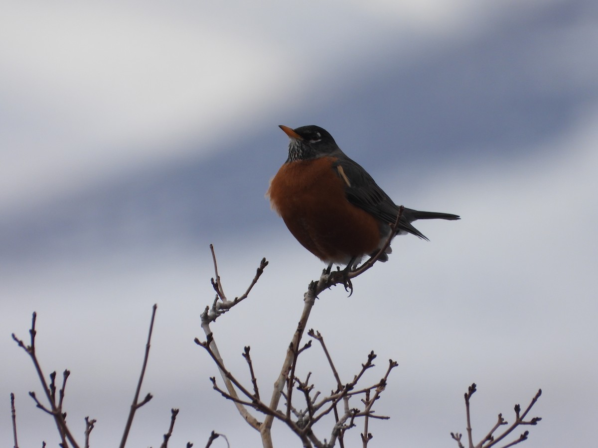 American Robin - ML417384971