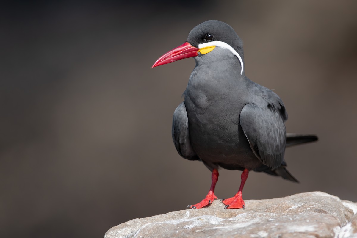 Inca Tern - ML417385121