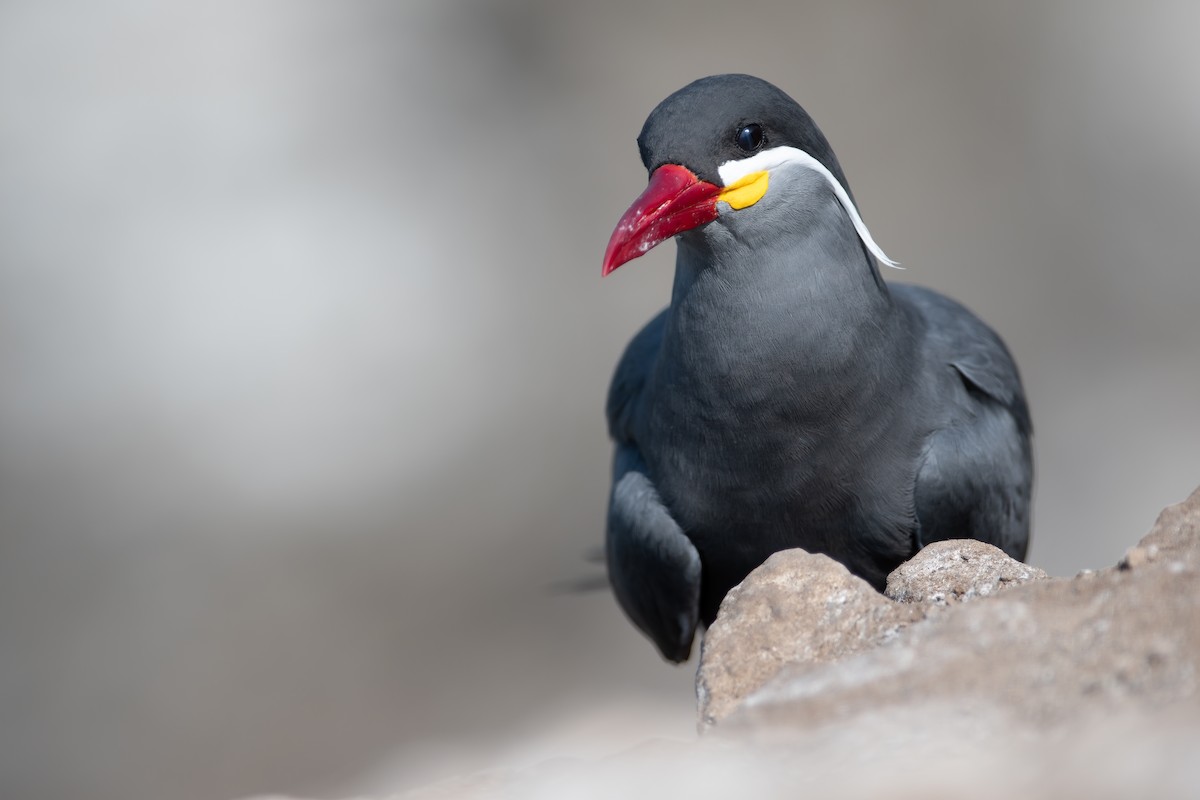 Inca Tern - Ben Lucking | WINGS