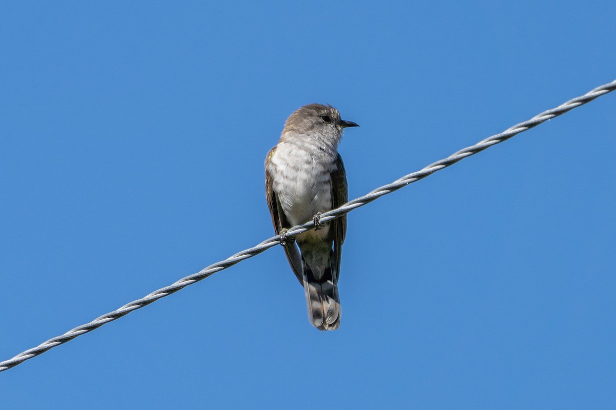 Horsfield's Bronze-Cuckoo - James Churches