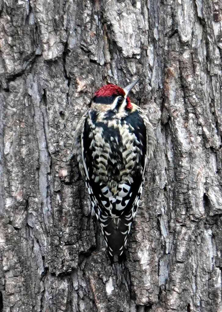 Yellow-bellied Sapsucker - ML417390601