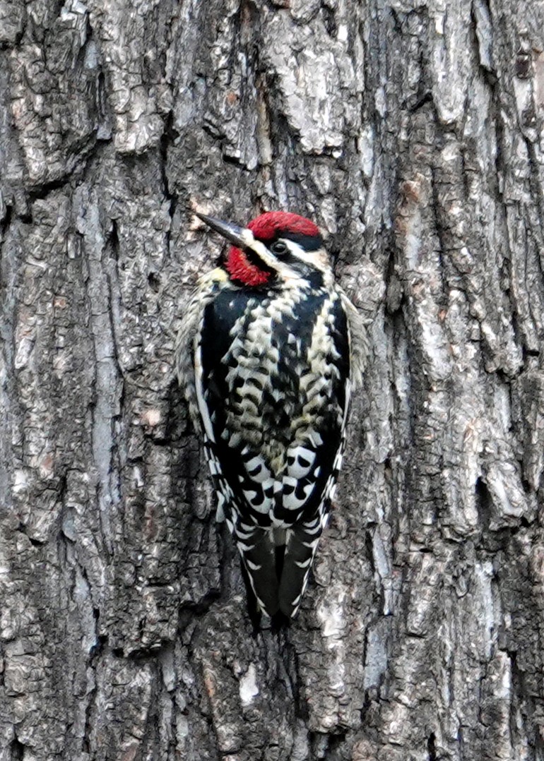 Yellow-bellied Sapsucker - N. Wade Snyder