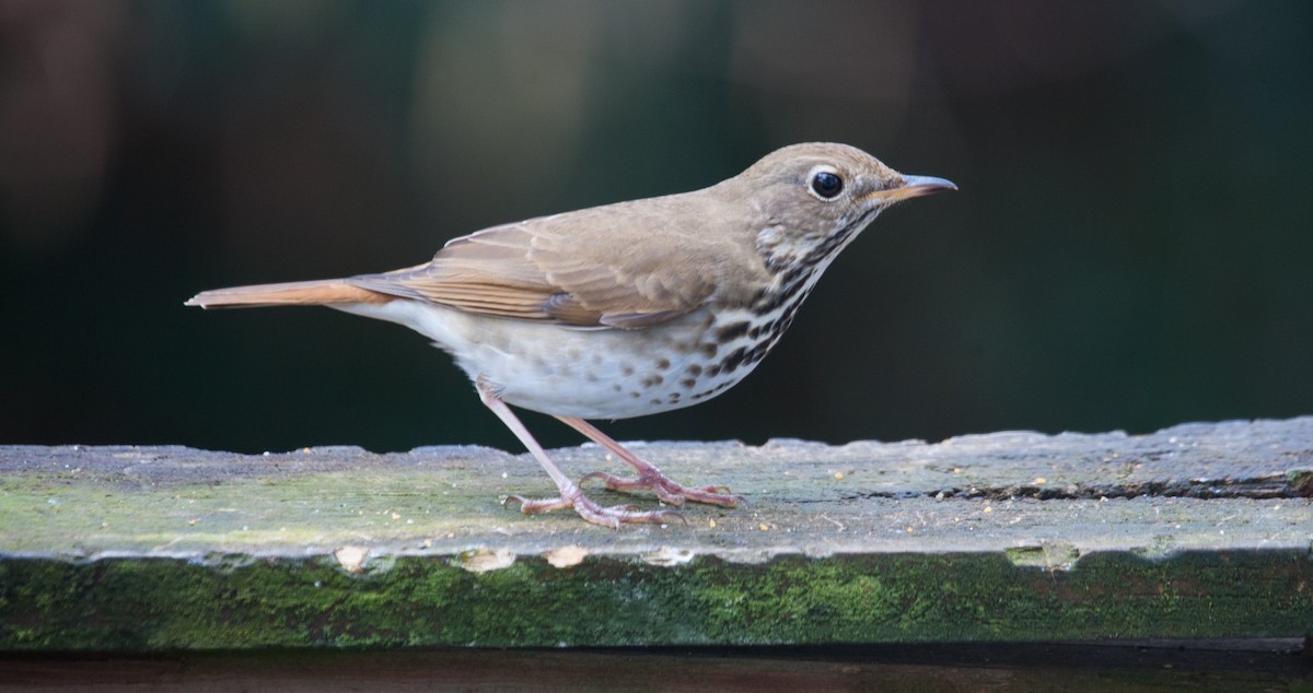 Hermit Thrush - ML417390721