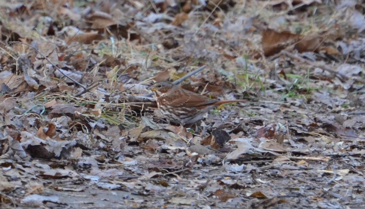 Fox Sparrow (Red) - ML41739081