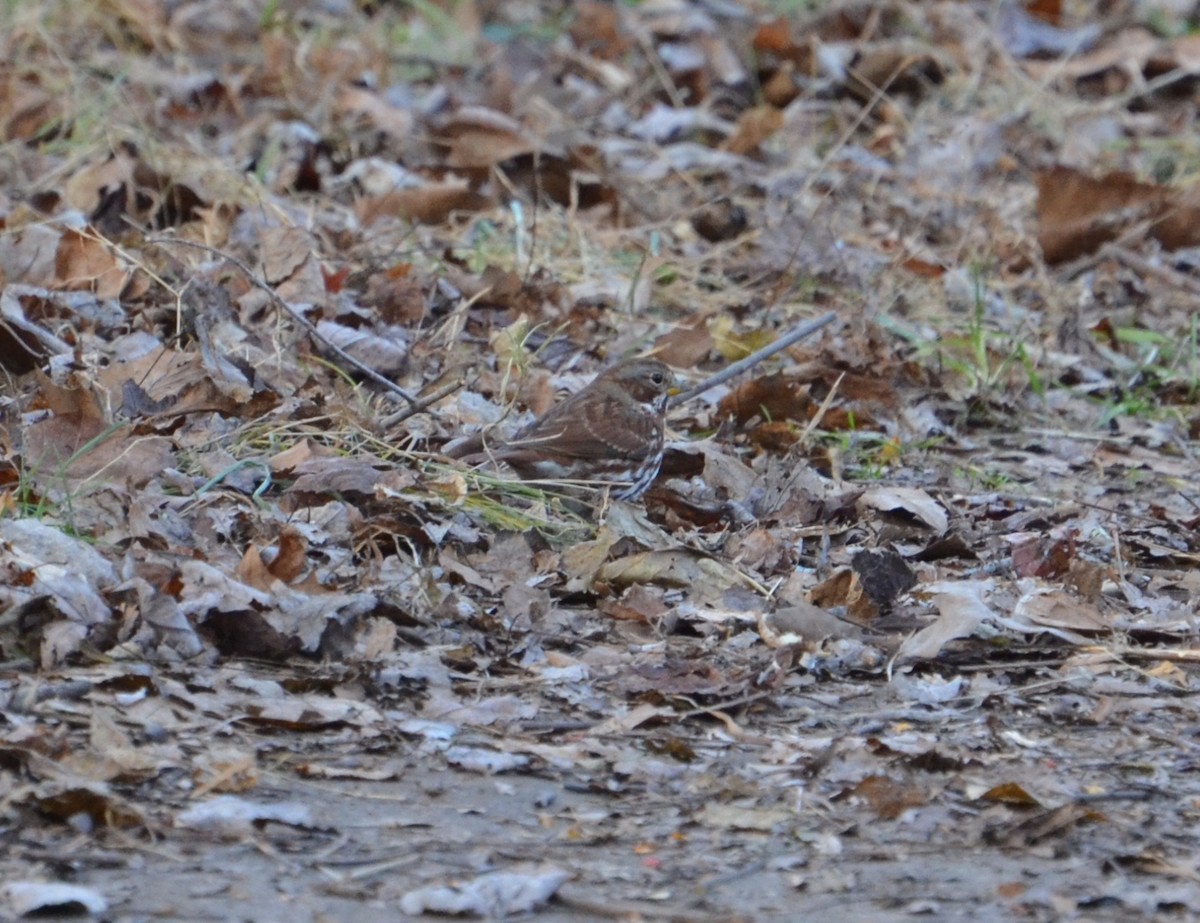 Fox Sparrow (Red) - ML41739141