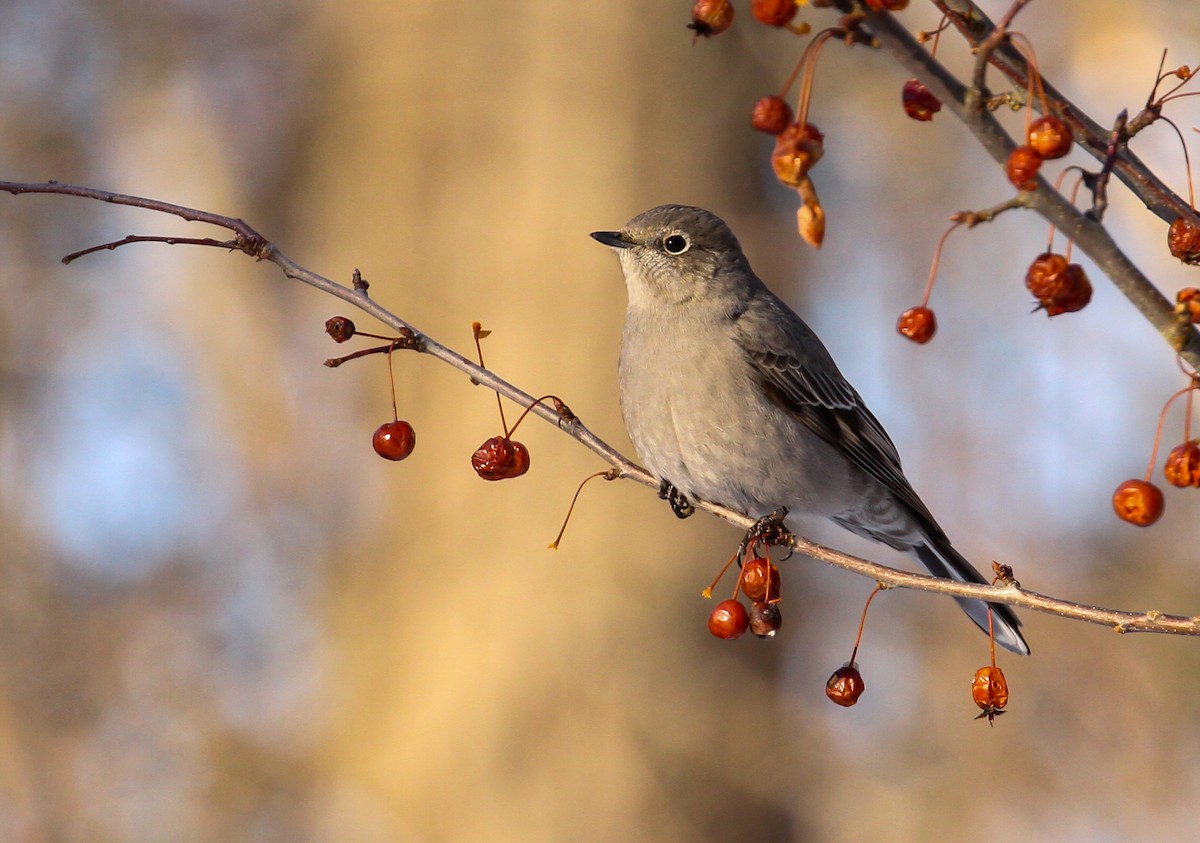 Townsend's Solitaire - Scott Watson