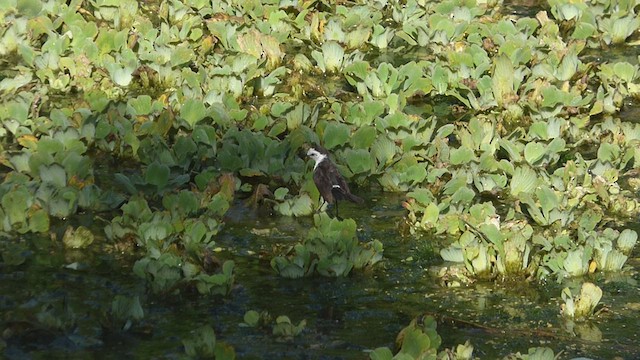 Black-backed Water-Tyrant - ML417394431