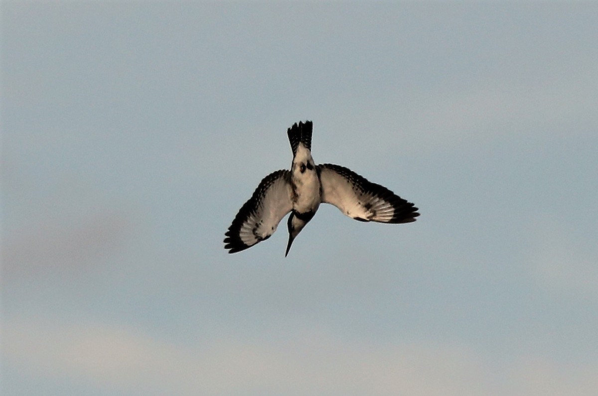 Belted Kingfisher - ML417396801