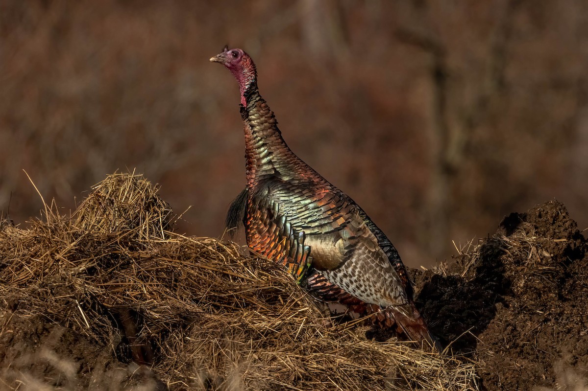 Wild Turkey - ML417397031