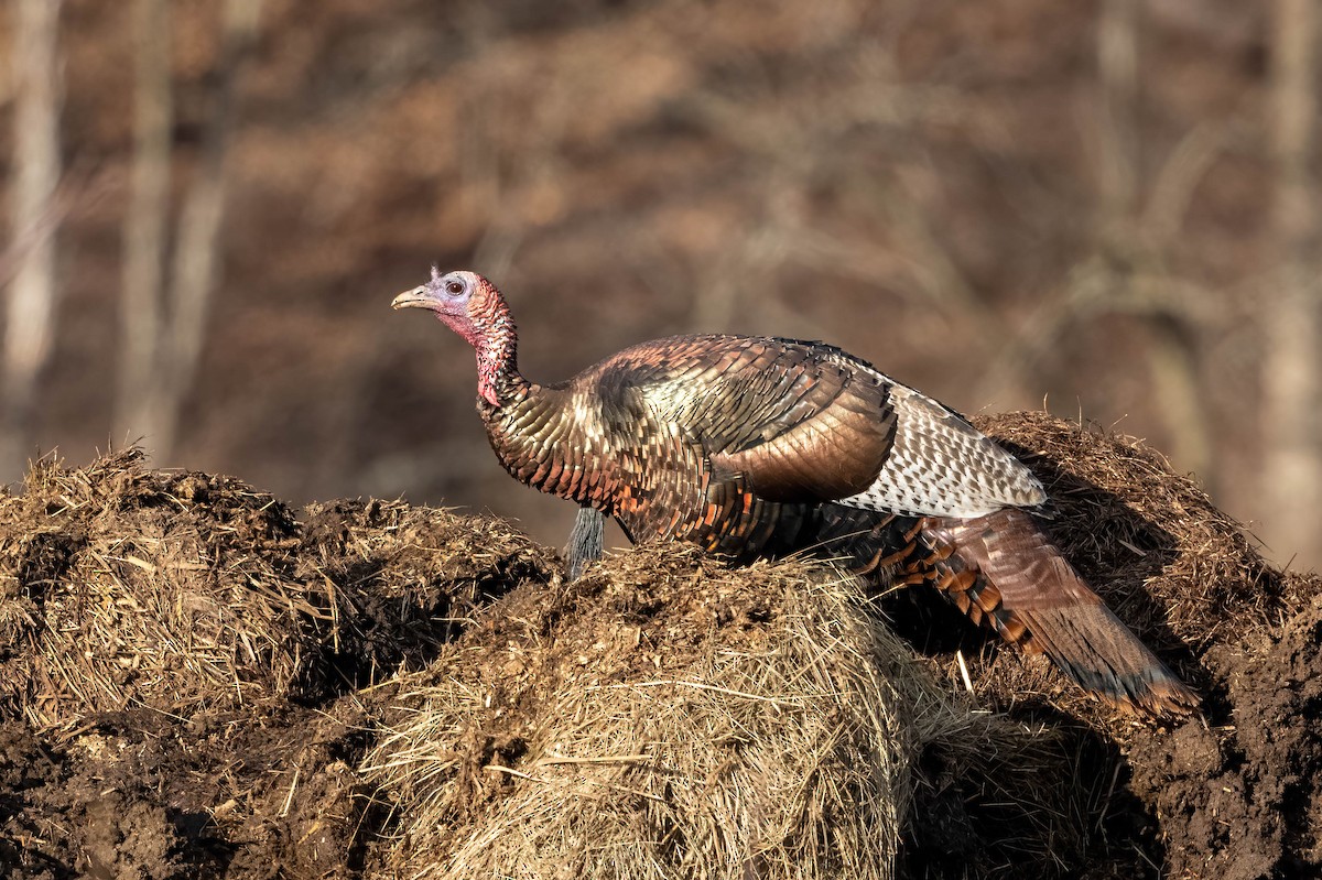 Wild Turkey - ML417397161