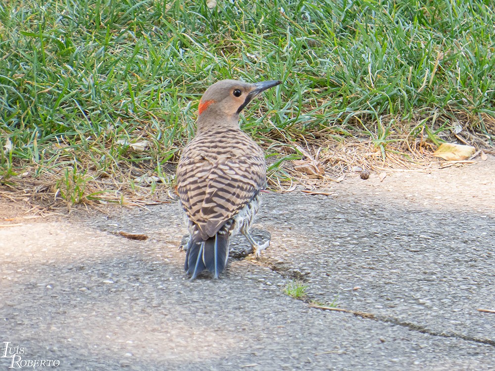 Northern Flicker - ML417397211