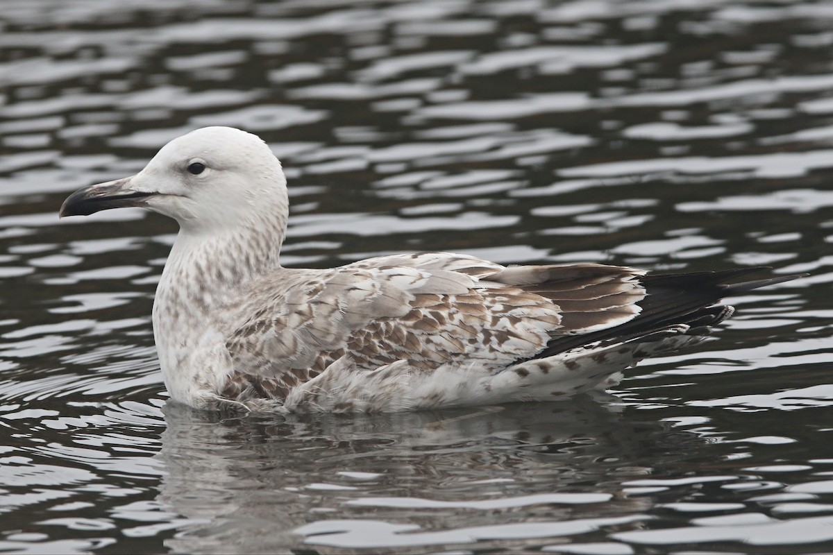 Caspian Gull - Richard Bonser