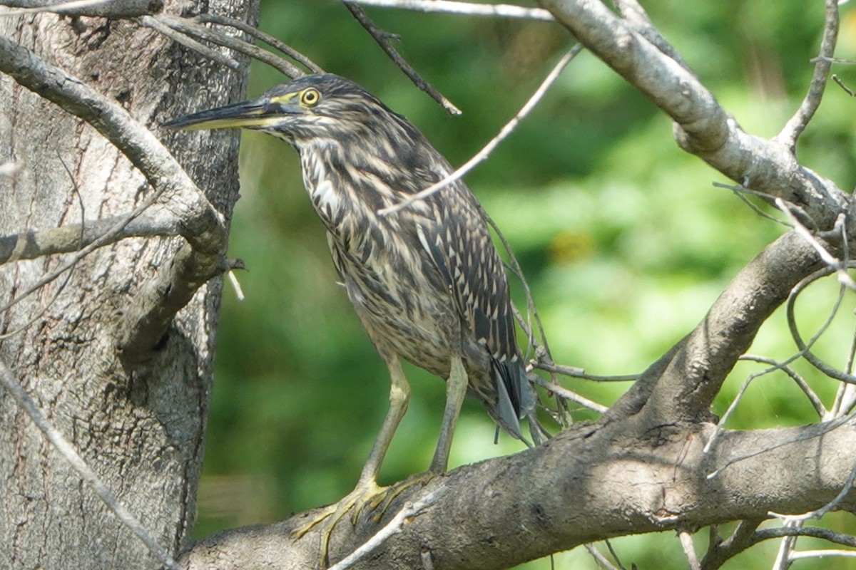 Little Heron - ML417399791