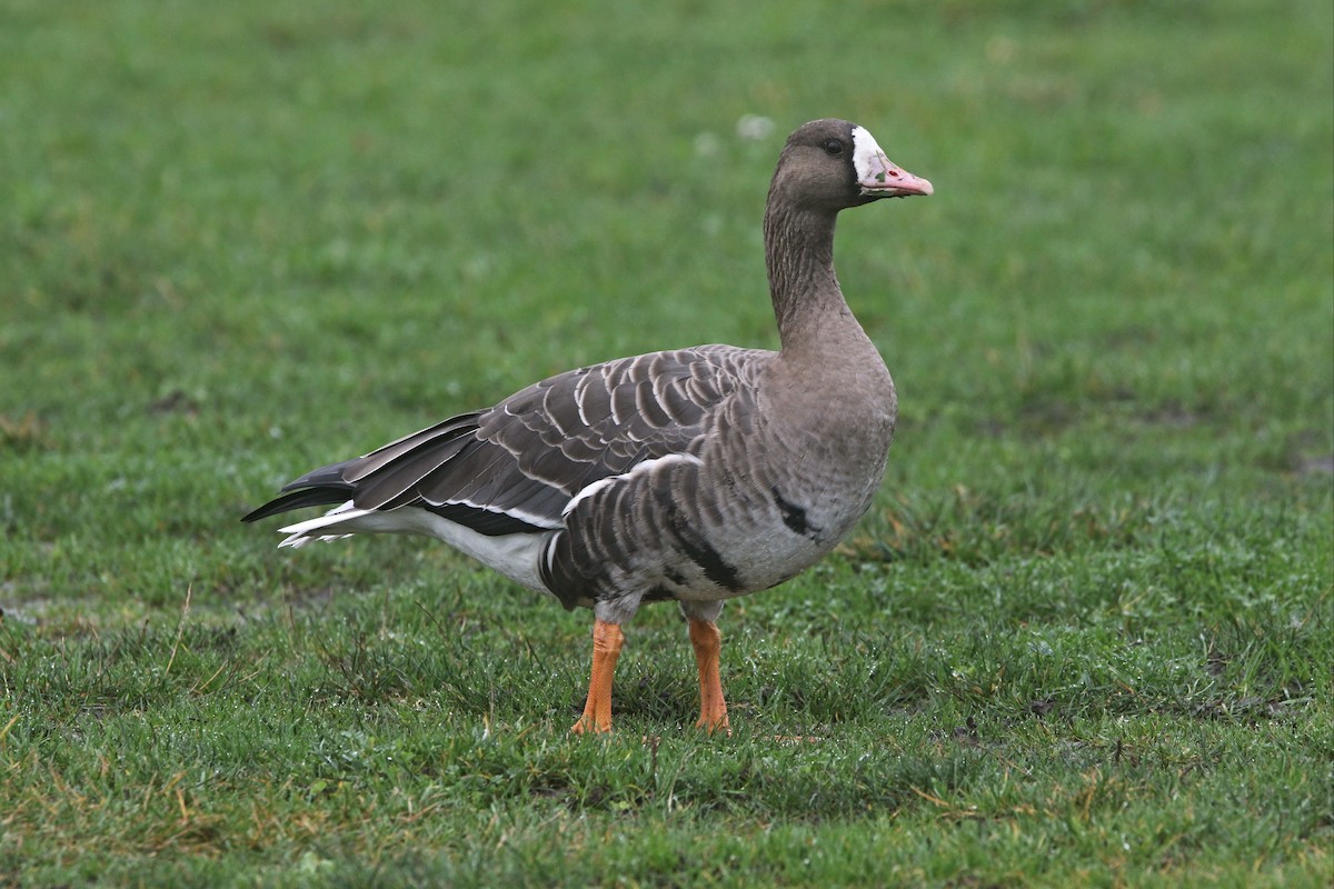 Greater White-fronted Goose - Richard Bonser