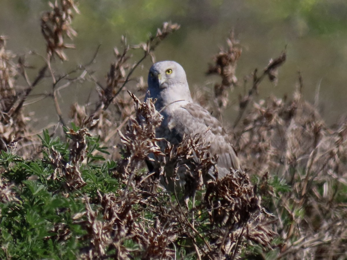 Northern Harrier - ML417402621