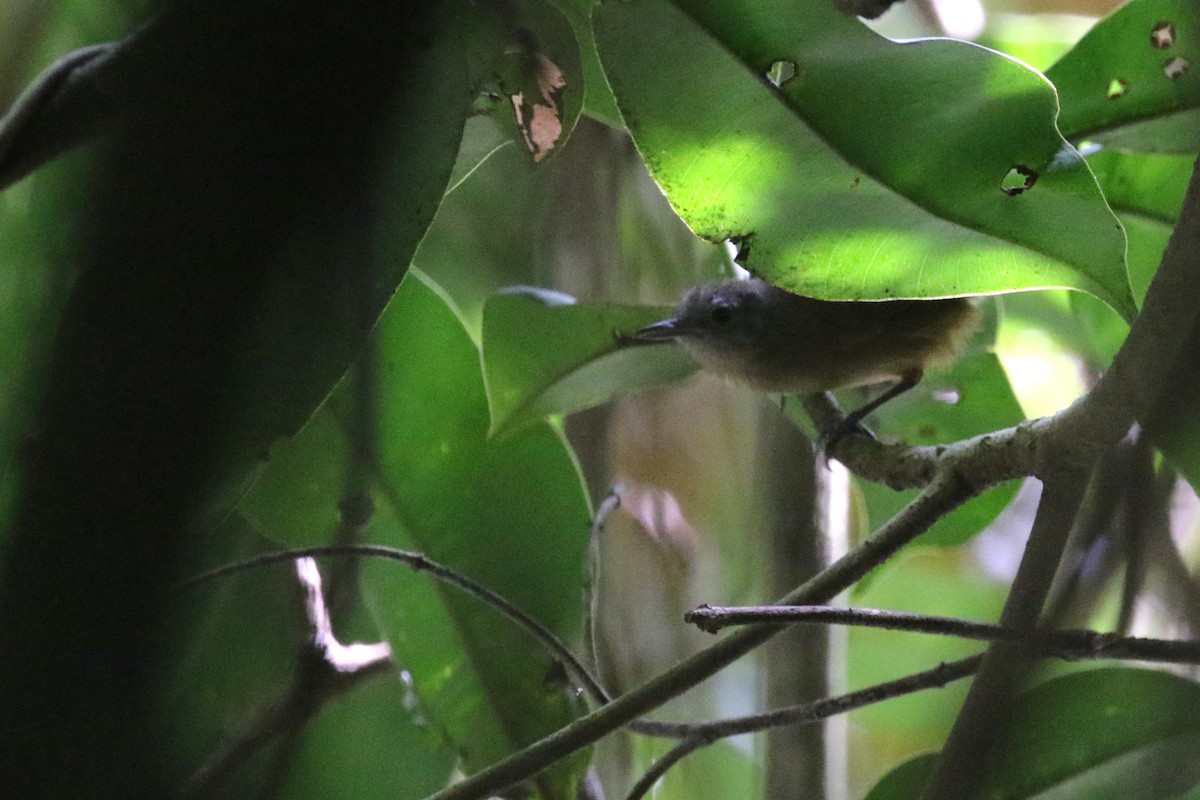 Hormiguerito de Alagoas - ML417405111