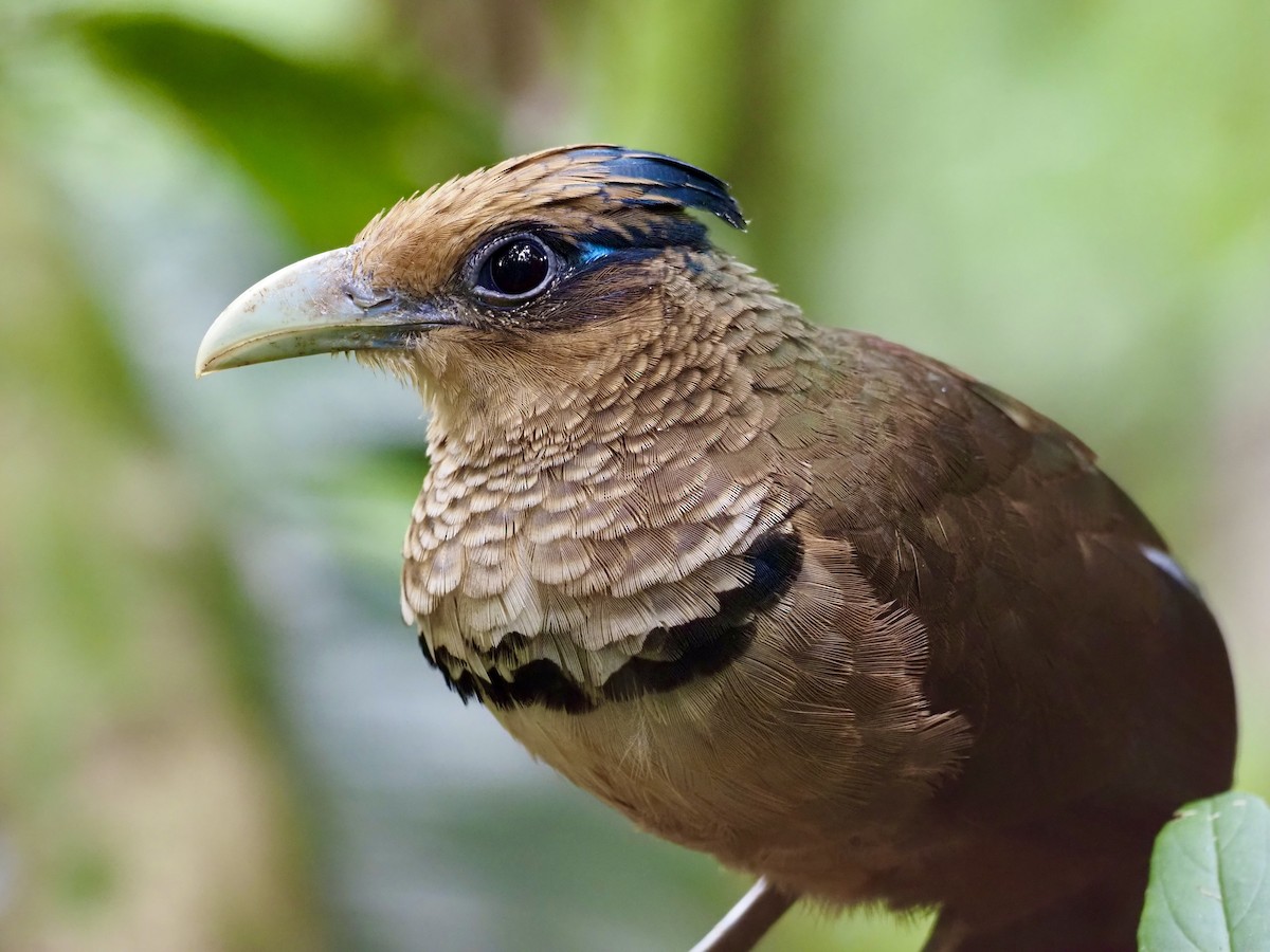 Rufous-vented Ground-Cuckoo - ML417406971