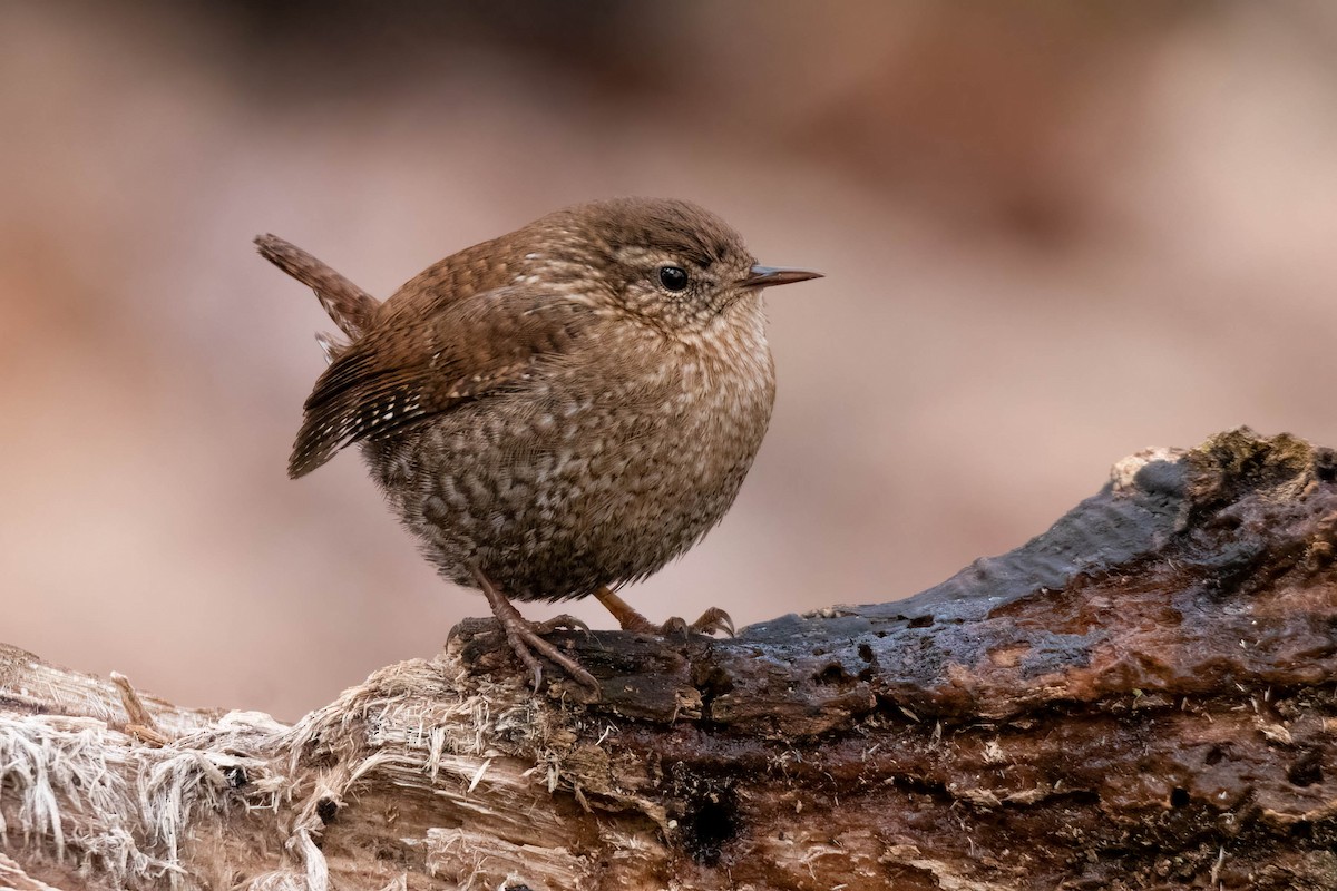 Winter Wren - James Davis