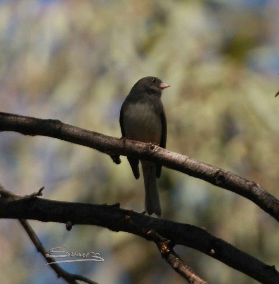 Dark-eyed Junco (Slate-colored) - ML417408321