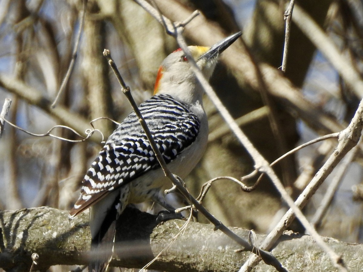 Golden-fronted Woodpecker - ML417408801