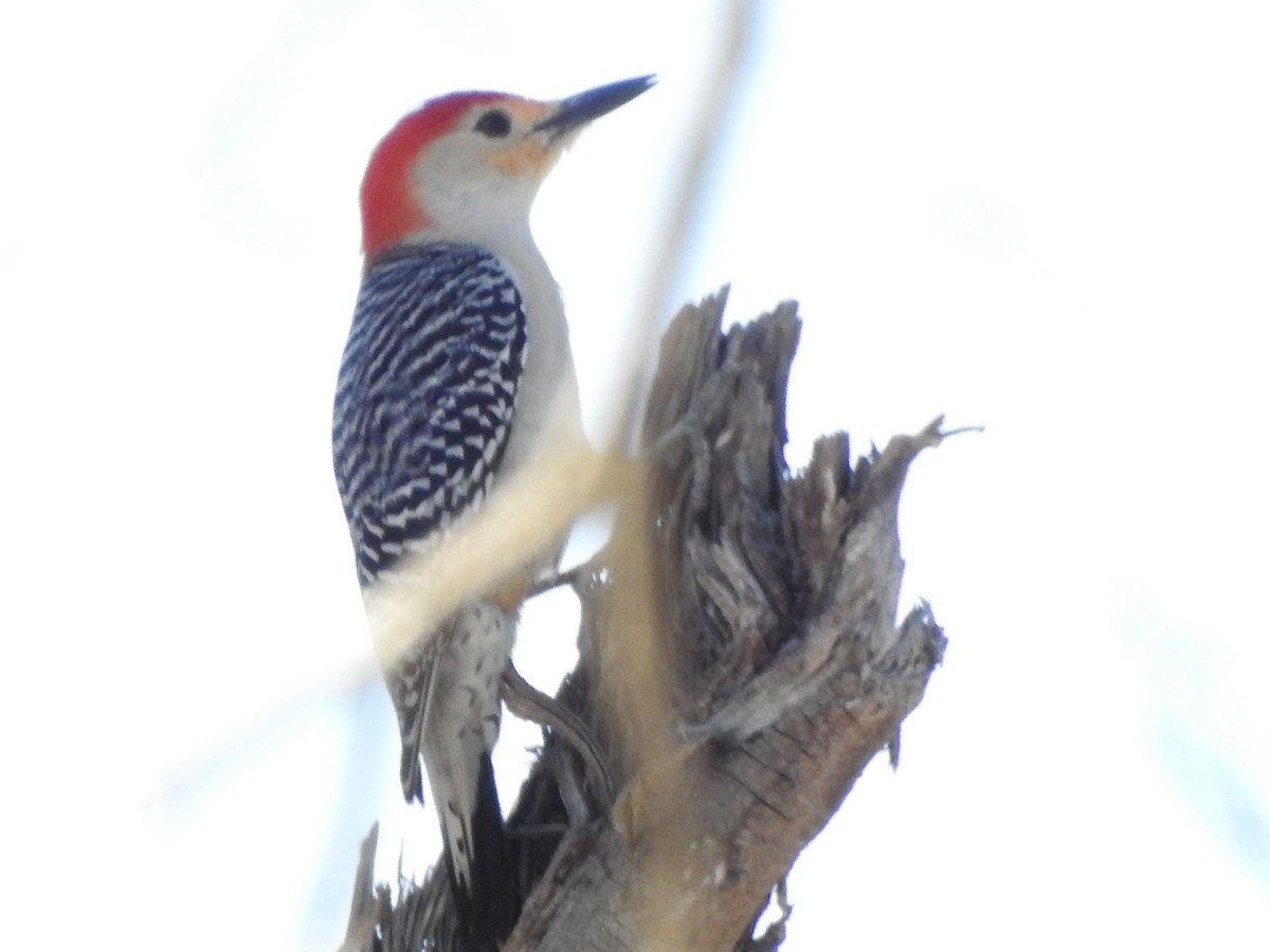 Red-bellied Woodpecker - ML417408861