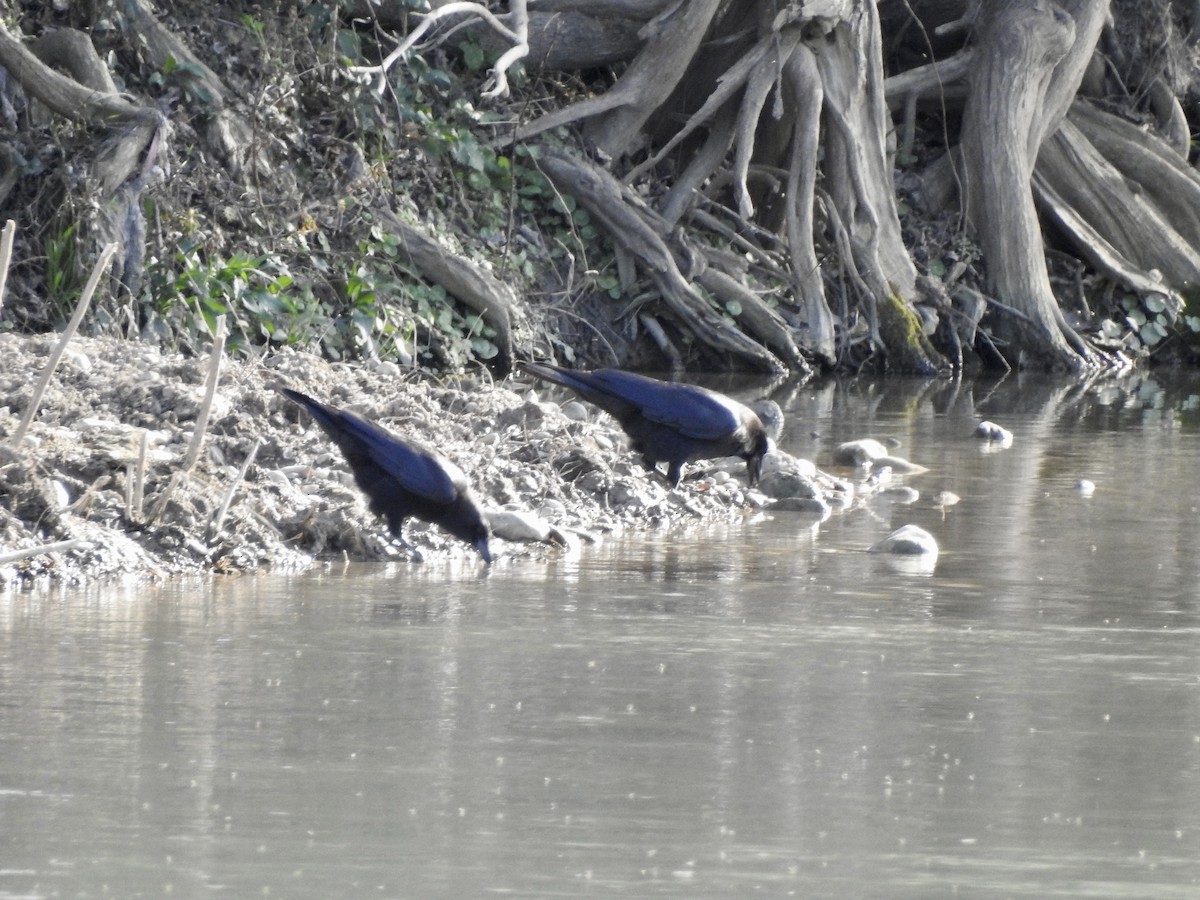 American Crow - ML417408961