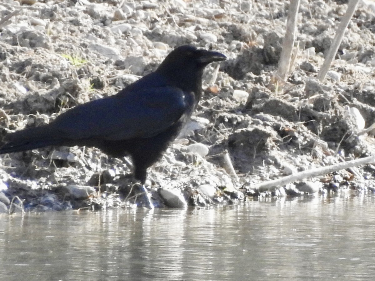 American Crow - ML417408971