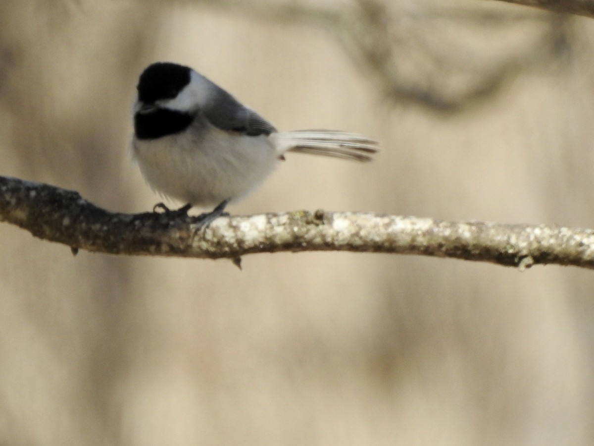 Carolina Chickadee - ML417408981
