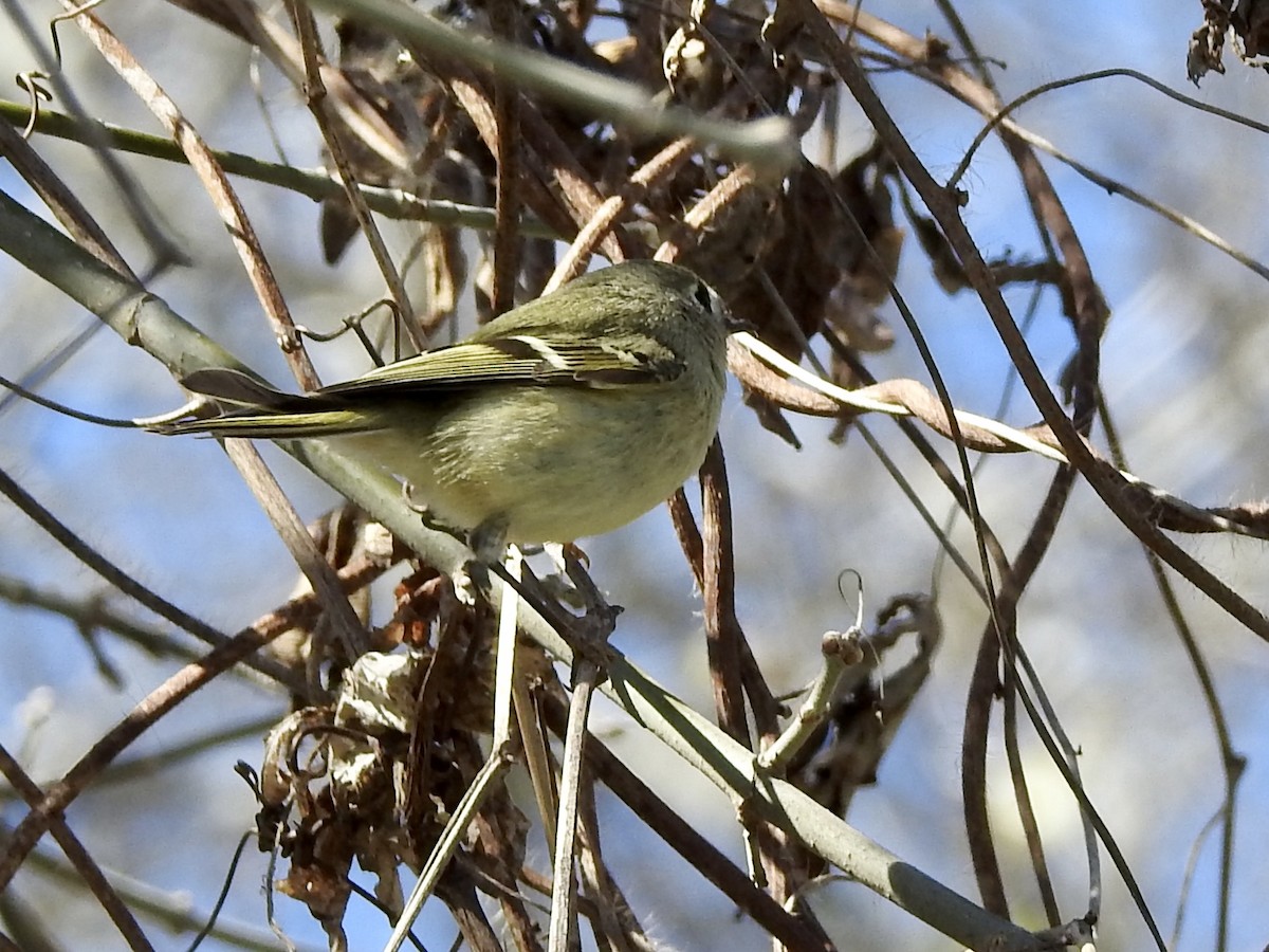 Ruby-crowned Kinglet - ML417409051