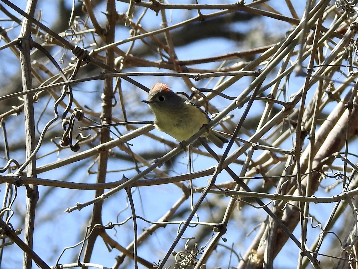 Ruby-crowned Kinglet - ML417409061