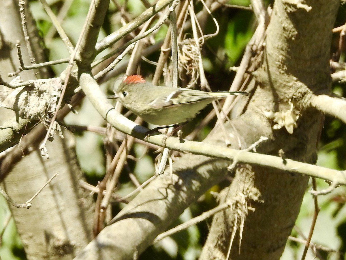 Ruby-crowned Kinglet - ML417409071