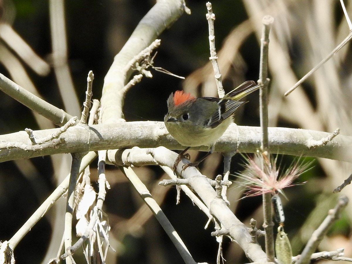 Ruby-crowned Kinglet - ML417409091