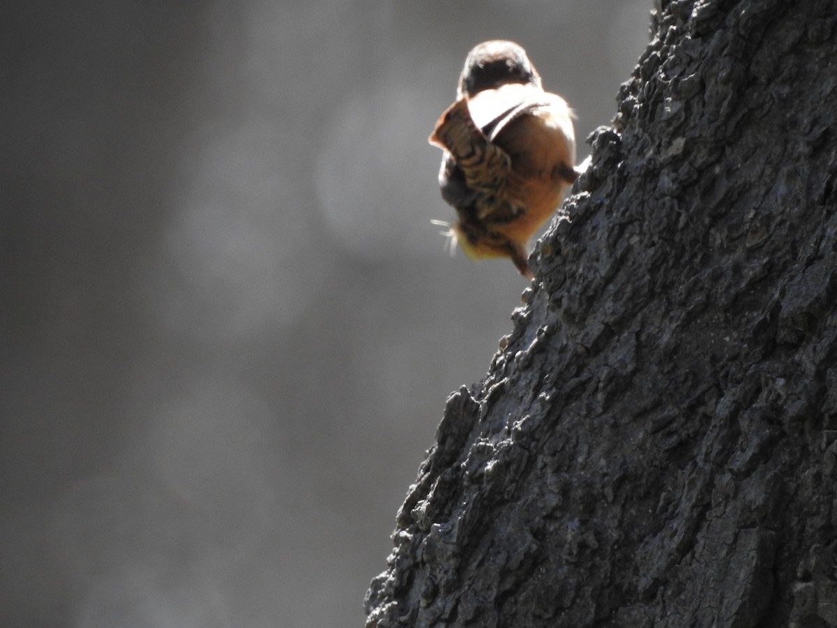 Carolina Wren - ML417409121